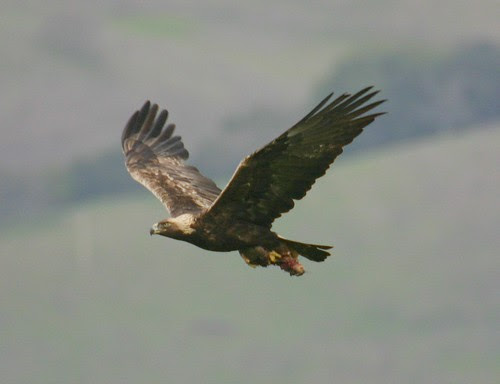 golden eagle wallpaper. Golden Eagle in Flight …