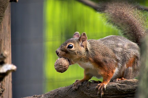 クルミをくわえたリスさん