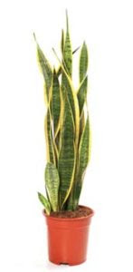 Bring Plants Inside Office, Up Productivity by 20% ...