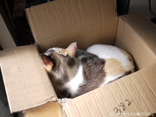 猫はなぜ狭い所が好きなのか