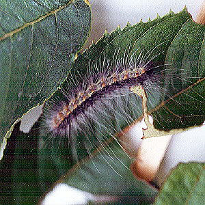 病気や害虫について 害虫の種類