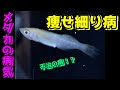【印刷可能】 メダカ 尾ぐされ病 原因 473235-メダカ 尾ぐされ病 原因