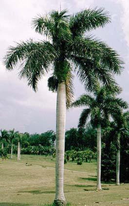 Tumbuhan palem Arecaceae Tumbuhan palem Arecaceae