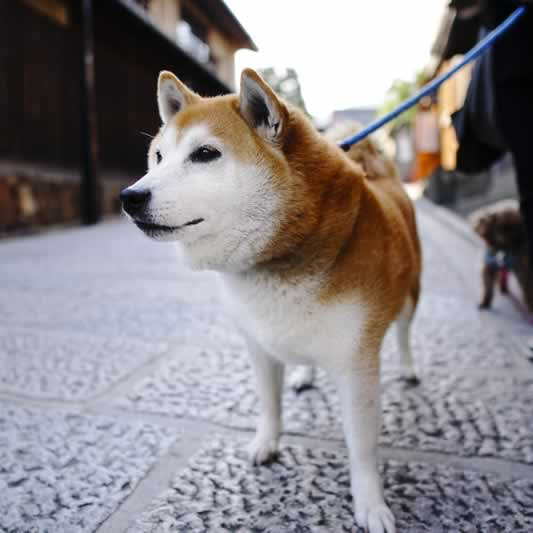 犬の寿命はどのくらいなの 犬が長生きするために 気をつけることは Teamhopeご家族さま向けサイト 大切な家族 ペットの健康寿命をのばしたい