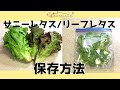 √99以上 サニーレタス リーフレタス 448249