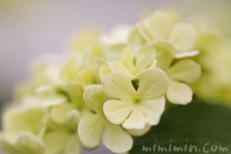 オオデマリ 大手鞠 の花の写真 花言葉 名前の由来 みみみんブログ