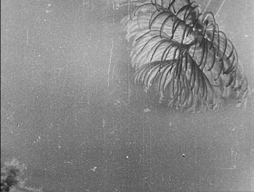 hyas and stenorhynchus