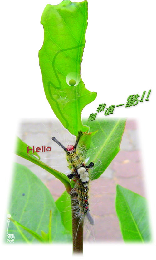無限台南/胭脂妹與葉公子
