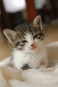 Gatinho