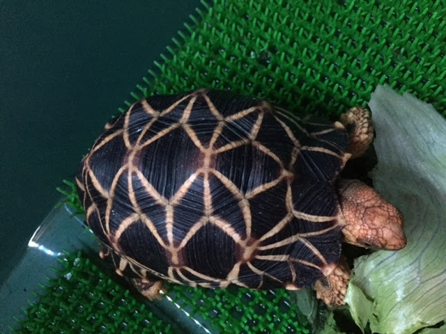 Kimera Breeding ビルマホシガメ 販売