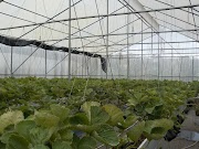 22+ Hanging Plant Adalah