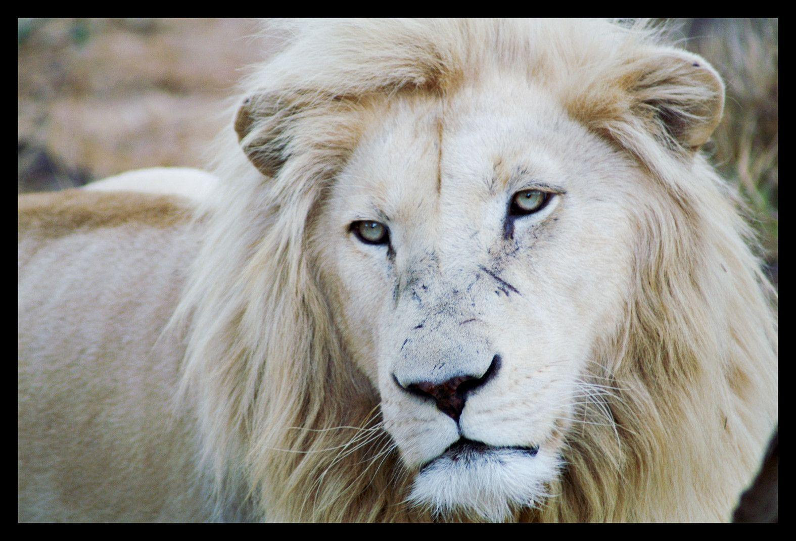Wallpapers Of White Lion Wallpaper Cave Wallpapers Of White Lion Wallpaper Cave