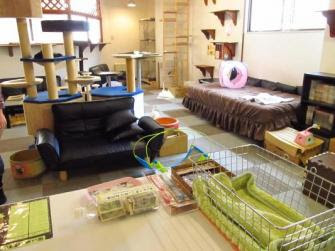 神戸元町の猫カフェ Cat Cafe Nyanny 9周年記念のツイッター割引 12月1日から12月31日まで 丸八ホールディングス有限会社 プレスリリース配信代行サービス ドリームニュース