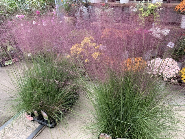 知多半島阿久比町 福住園芸 観葉植物 花 苗 種 用品販売 カルチャー教室とレンタルスペース ﾐｭｰﾚﾝﾍﾞﾙｷﾞｱ ｶﾋﾟﾗﾘｽ