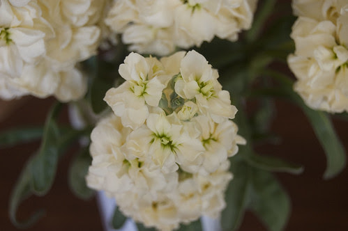 stock flowers