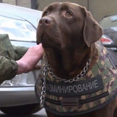 Russia unveils body armour for DOGS after death of police dog in Paris