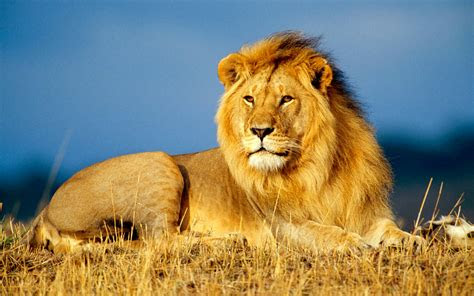 wallpapers african lion wallpapers