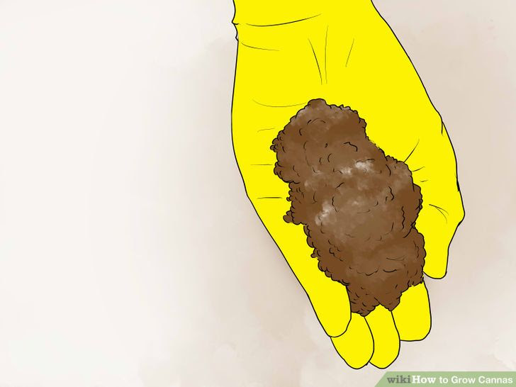Grow Cannas Step 17.jpg