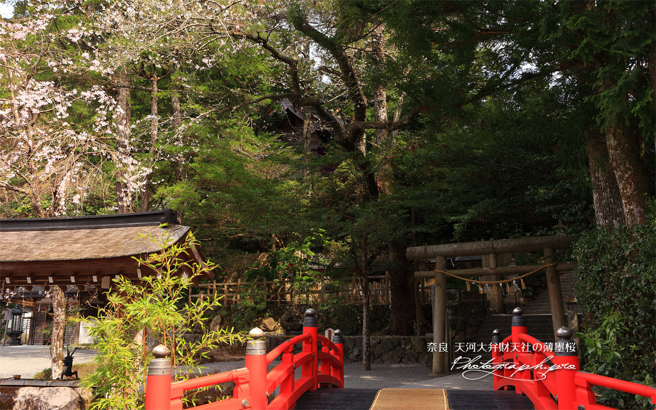 天河大弁財天社の薄墨桜 の壁紙 1280x800