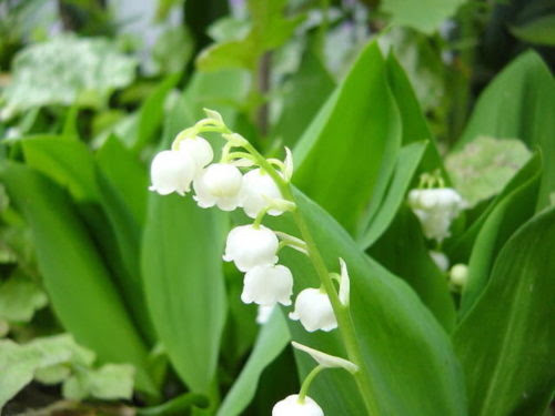 すずらんの鉢植えでの上手な育て方とは 植物navi