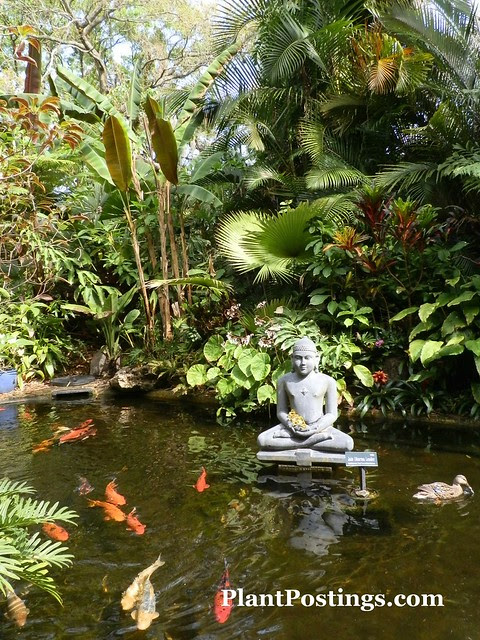 koipond