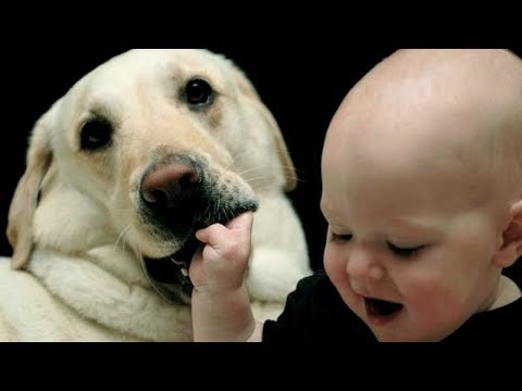 DOGS with lot's of patience! - KIDS & BABIES ANNOYING DOGS - Funniest you'll see today!