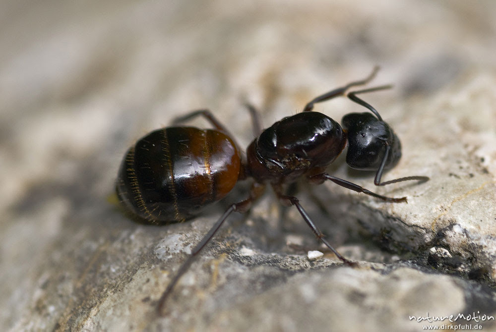 Schwarze Rossameise Camponotus Herculeanus Ameisen Formicidae Weibchen Arbeiterin Tal Der Mos Triglav Nationalpark Slowenien Naturemotion Fotografie Fotoworkshops Fotokurse