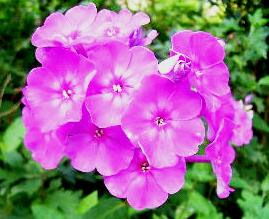 今日という日は 8月24日 誕生花と花言葉 みーこ S Diary