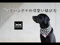 犬 バンダナ 手作り 198487-手作り 犬 バンダナ 作り方