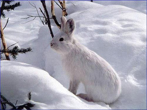 wild rabbit with it's winter coat