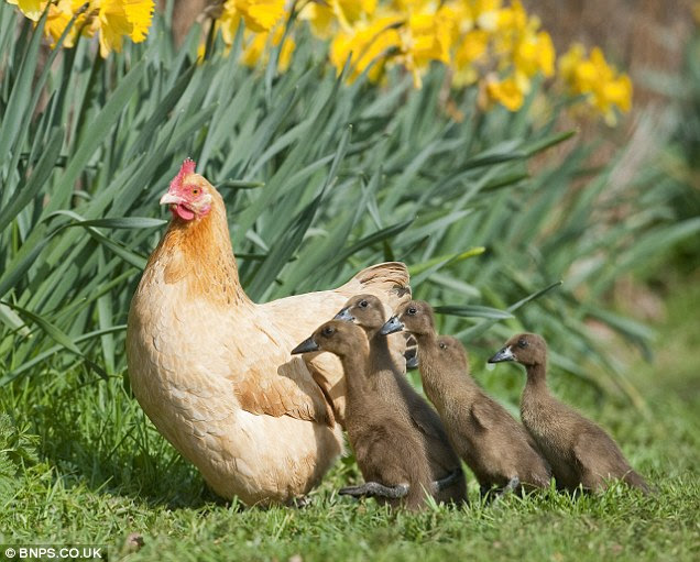 Even when tiny Indian runner ducklings emerged instead of fluffy yellow chicks, Hilda wasn't put off and adopted the babies as her own