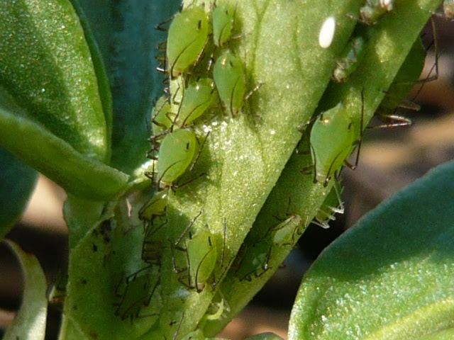 畑のアブラムシ 週末ファーマーによる自然農の野菜栽培