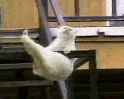 funny animated gif