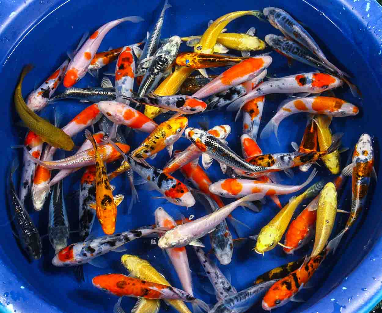 Premium Grade Koi On Sale This Week | Blue Ridge Fish Hatchery