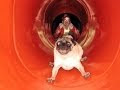Funny Scared Dog Videos Compilation 2014 [HD]