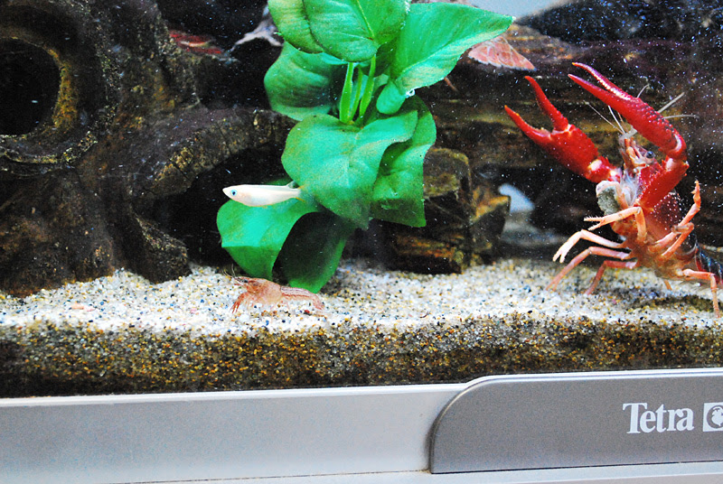 ザリガニ ウム 飼育日記ブログ ザリガニ