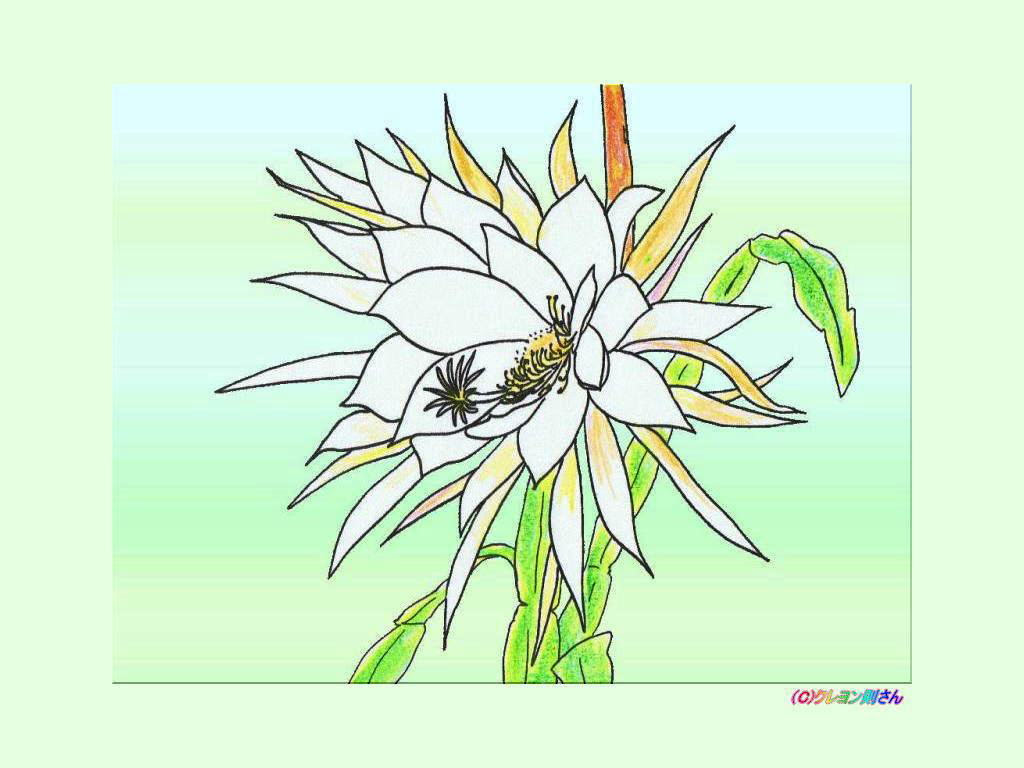 ７月１９日の誕生花の月下美人の壁紙ー誕生花の塗り絵