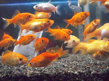 金魚の集団行動 出目金魚ぶろぐ 楽天ブログ