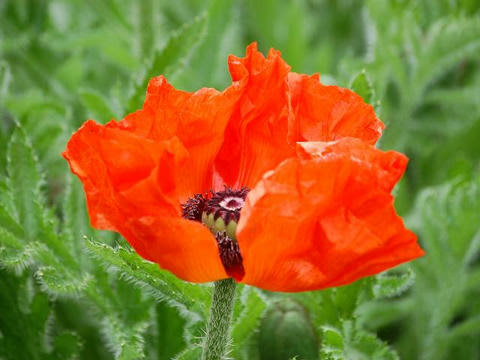 鬼芥子 オニゲシ 華凛の花言葉