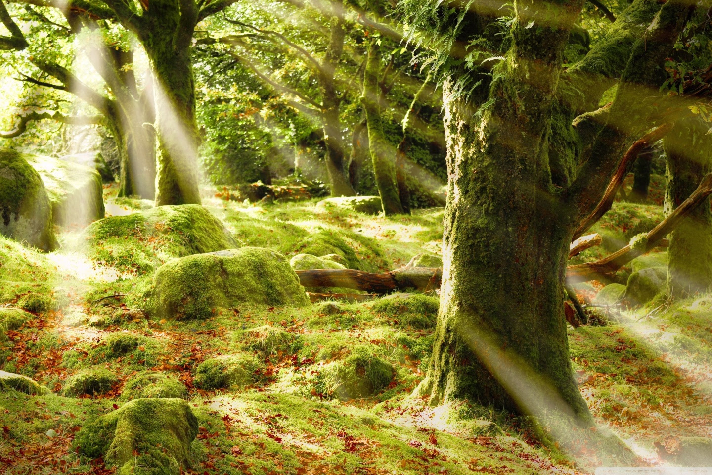 Forest Covered In Moss ❤ 4K HD Desktop Wallpaper for 4K Ultra HD