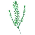 無料アロマイラスト ローズマリー アロマステーション