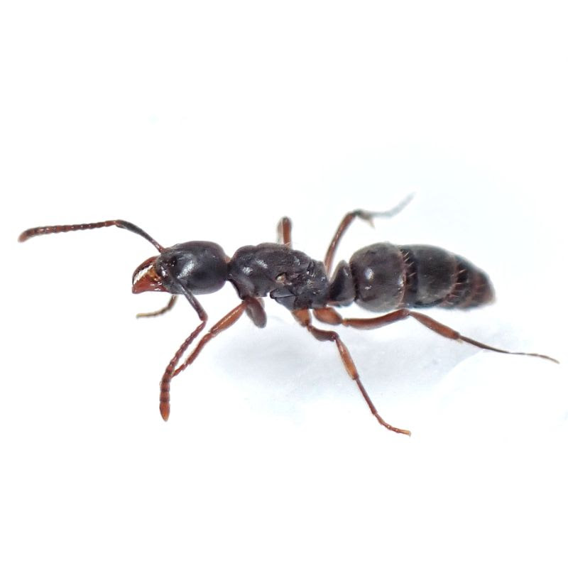 オオハリアリの飼育方法 刺されたらどうなる 写真で紹介 結婚飛行の時期も Brachyponera Chinensis ありぐら