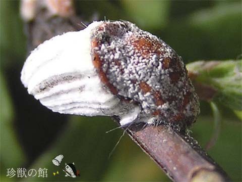 珍獣様の博物誌 虫ばっかり 図鑑風