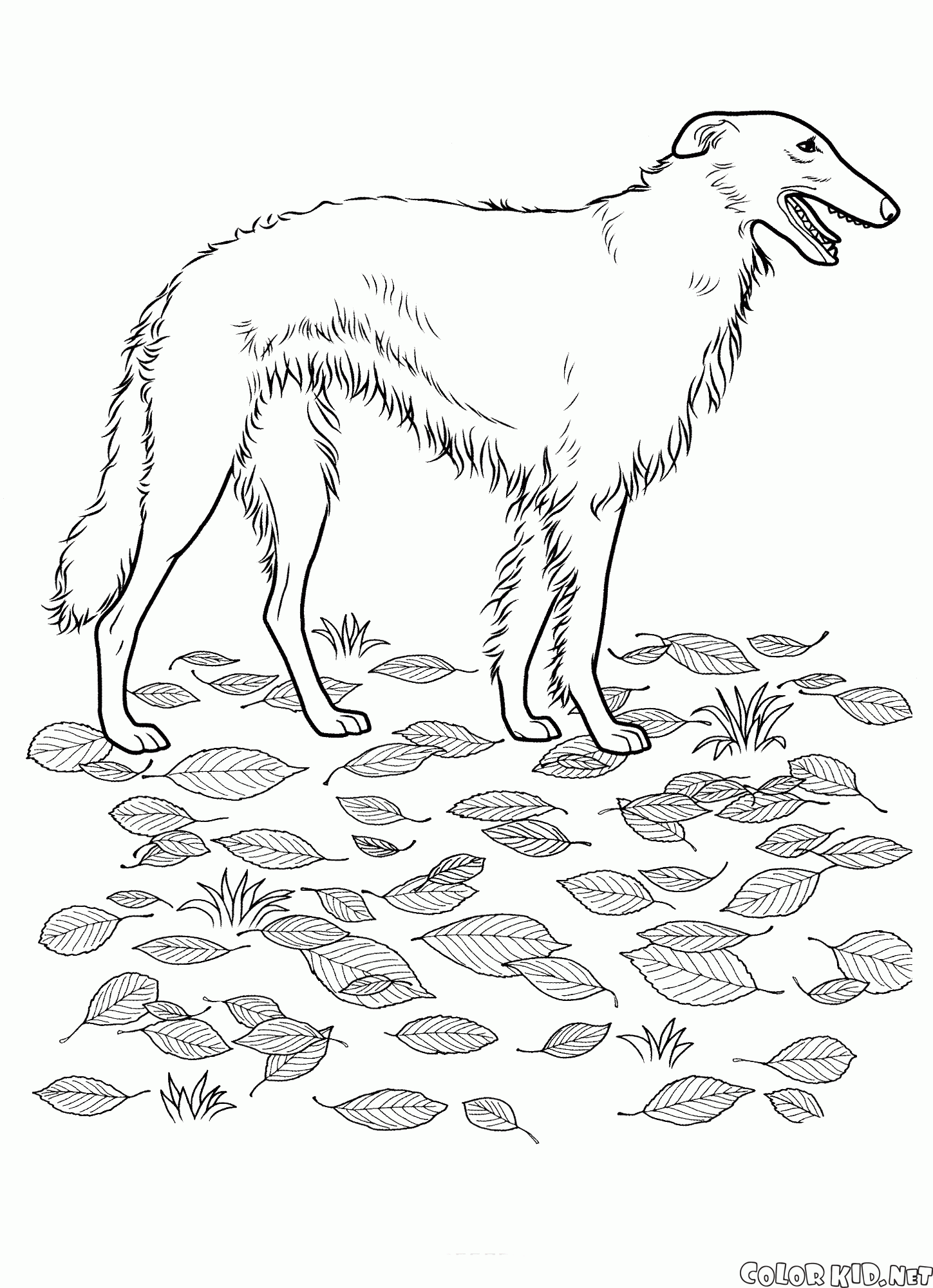 Russian Borzoi