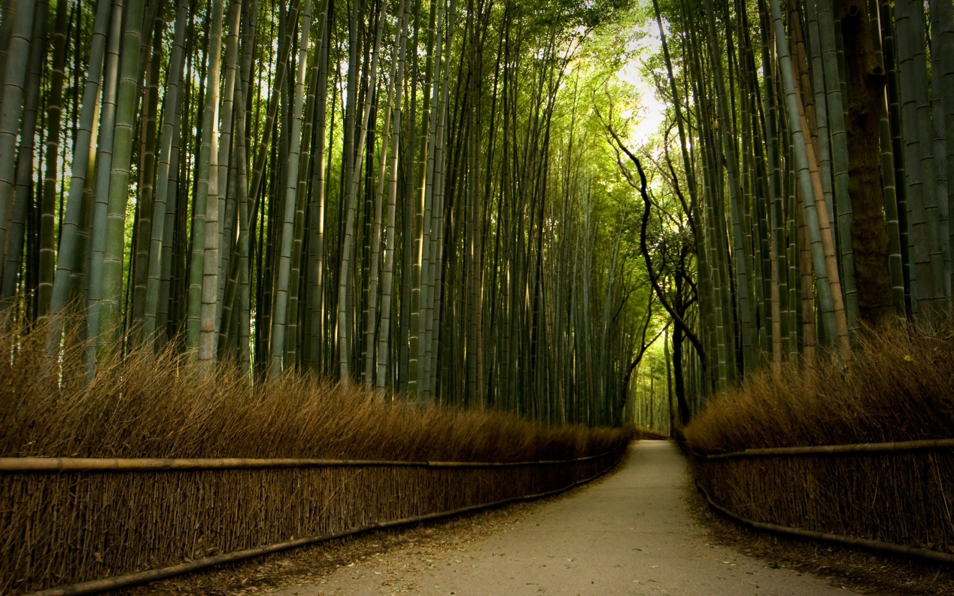 Bamboo Forest
