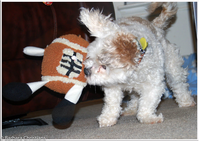Wordless Wednesday - Crazy Boy