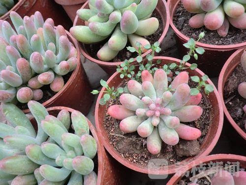 爆炒多肉 买家秀走红网络专家 多肉植物不可随意食用