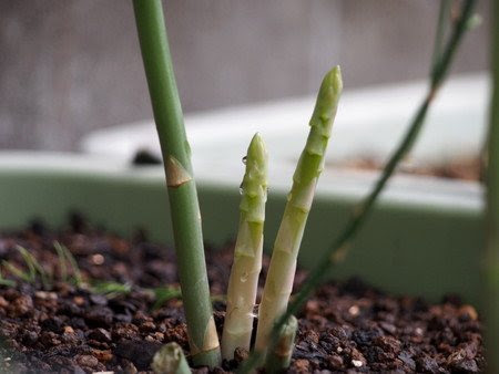 アスパラガスのプランター栽培 毎年の植え替えで元気に育ちます