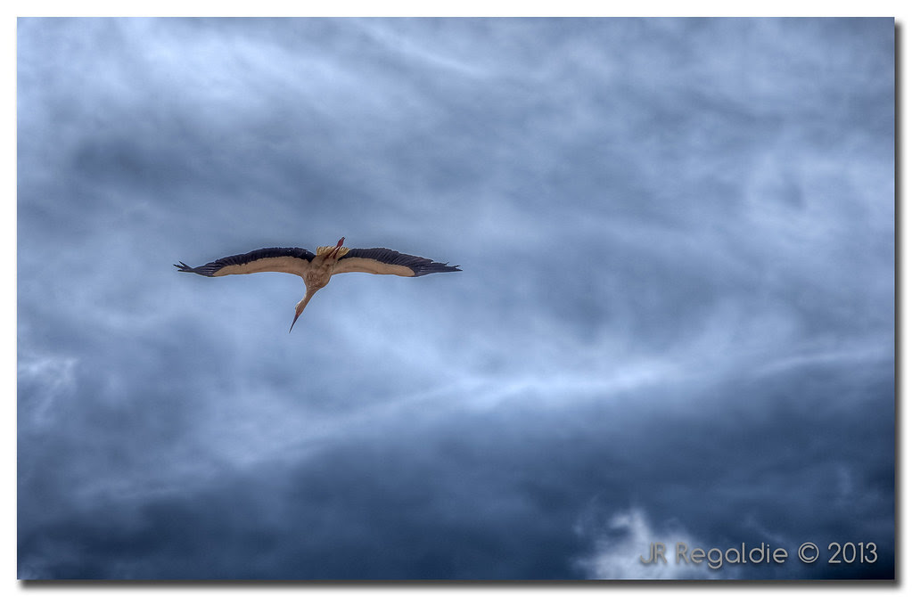 En vuelo I by JR Regaldie Photo