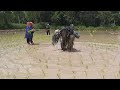 Predator Finds Harvesting Rice More Difficult than Harvesting Humans